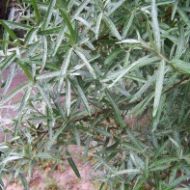 Саженец Облепиха мужская